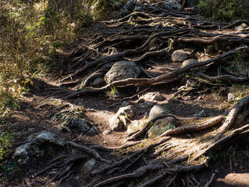 Aerial view of trees in forest