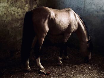 Horse standing on field