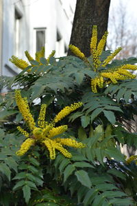 Close-up of yellow flower tree