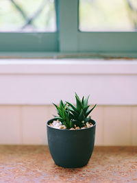 Potted plant on table