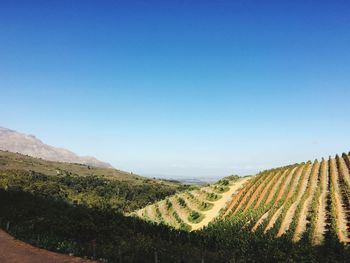 View of vineyard against clear blue sky