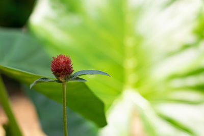 Close-up of flowering plant