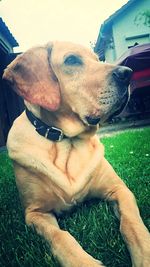 Close-up of dog sitting on grass