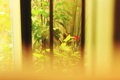 Close-up of green plant against window