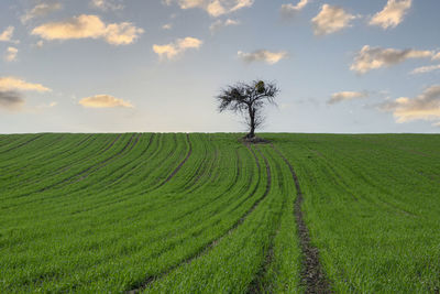 Scenic view of agricultural field against sky