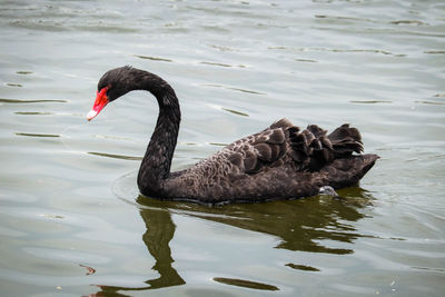 Swan swimming in lake