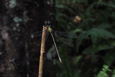 Close-up of dragonfly on plant