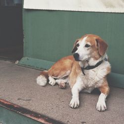 Dog looking away