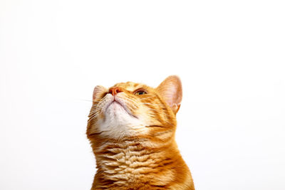 Close-up of a cat looking up over white background
