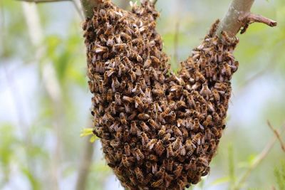 Close-up of bee on plant