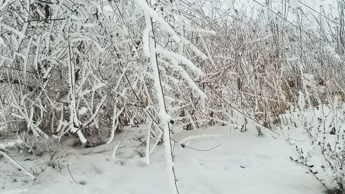 Bare trees on snow covered landscape