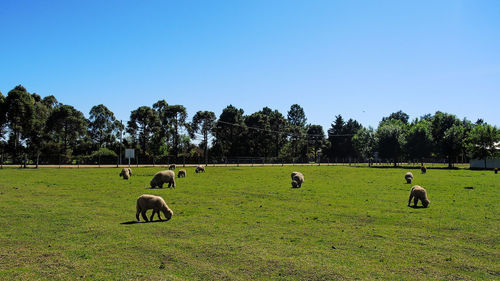 Horses grazing on field against clear sky