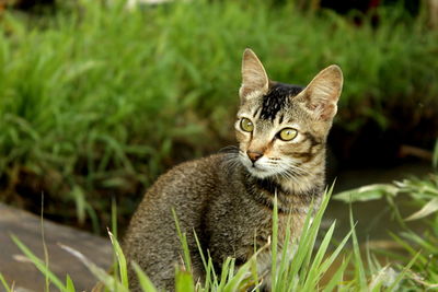 Portrait of cat on field