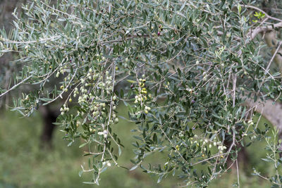 Close-up of berries growing on tree