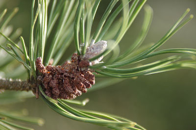 Close-up of pine tree branch 
