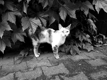 Portrait of cat sitting on autumn leaves