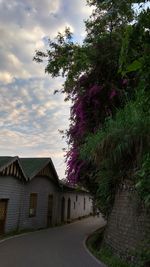 Road amidst trees and buildings against sky