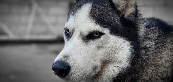 Close-up of dog looking away