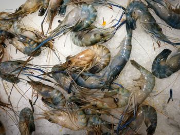 High angle view of fish for sale in market