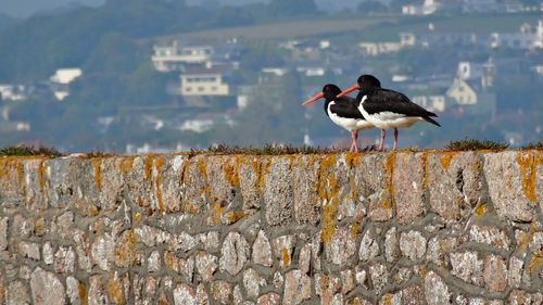 Oystercatchers on stone wall