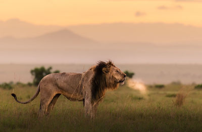 Early morning and this male lion senses something in the distance. he lets out a mighty roar.