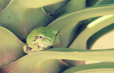 Close-up of frog on leaf