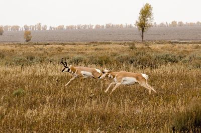 Animals grazing on grassy field