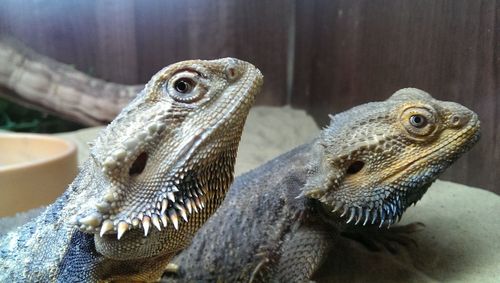 Close-up of bearded dragons in cage