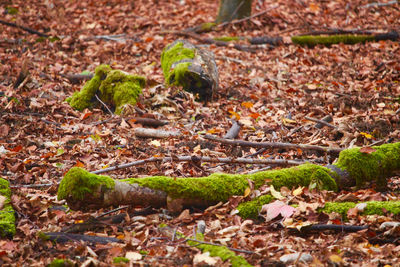 Close-up of moss growing on field