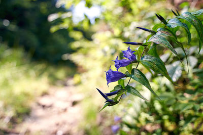 Close-up of purple flowering plant