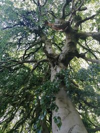 Low angle view of trees in forest