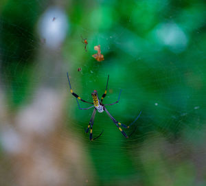 Close-up of spider on web