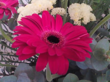 Close-up of pink flowers