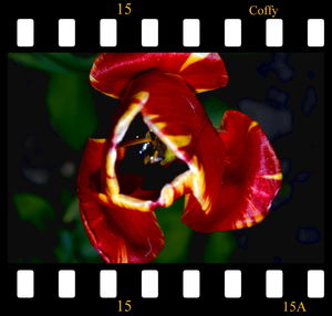 Close-up of red flowers