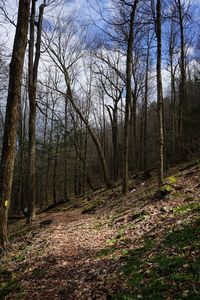 Bare trees in forest