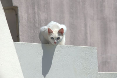 Portrait of cat on steps