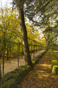 Footpath amidst trees