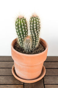 Close-up of succulent plant in pot