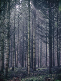 Pine trees in forest