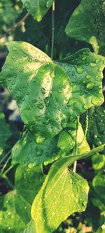 Close-up of raindrops on leaves