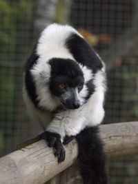 Close-up of a panda on wood in zoo