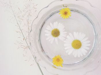 Close-up of daisies