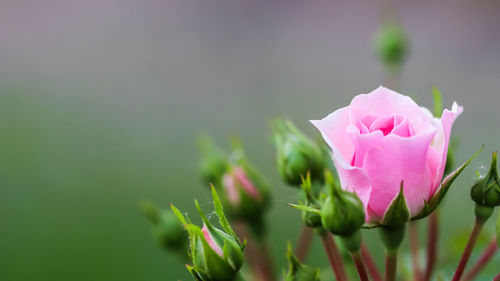 Close-up of pink flowering plant