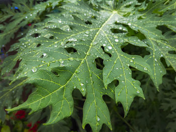 Close-up of wet leaves on rainy day