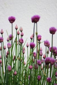 Close-up of purple flowers blooming outdoors