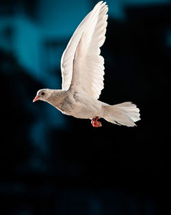 Close-up of seagull flying