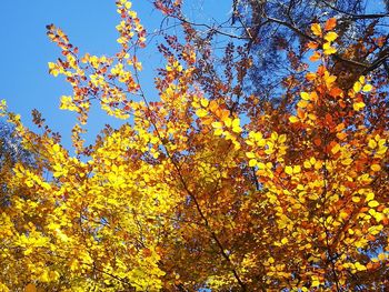 Low angle view of flowering tree against blue sky