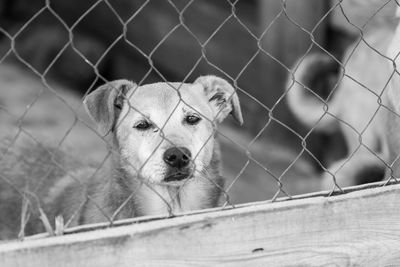 Portrait of a dog