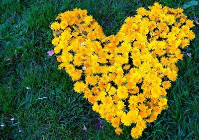 Close-up of yellow flowers blooming in field