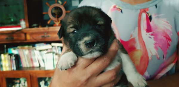 Portrait of puppy at home